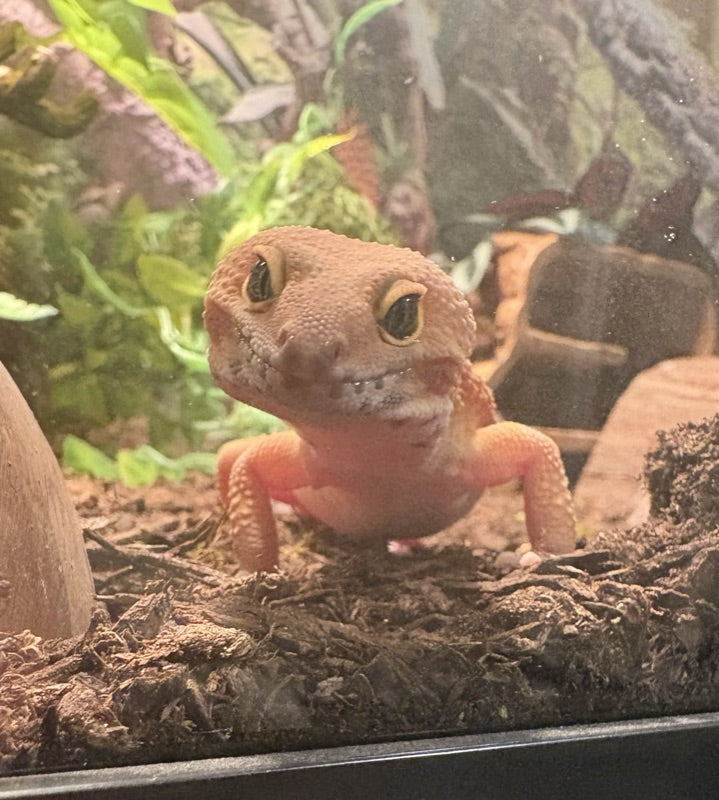 Stewie the leopard gecko looking through the glass of his enclosure