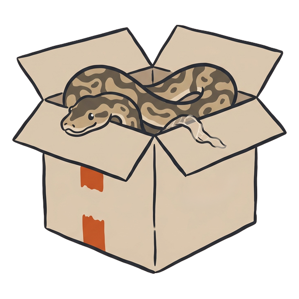 Ball python curled inside a return box